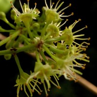 Combretum albidum G.DonRoxb. ex G.Don